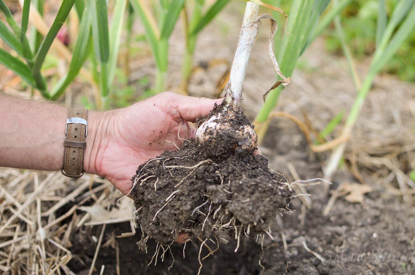 Planting Garlic & Harvesting